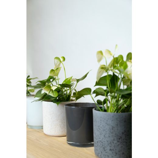 Display Glass Ceramic Cache-Pot couleur crème/gr/b h13 d13 