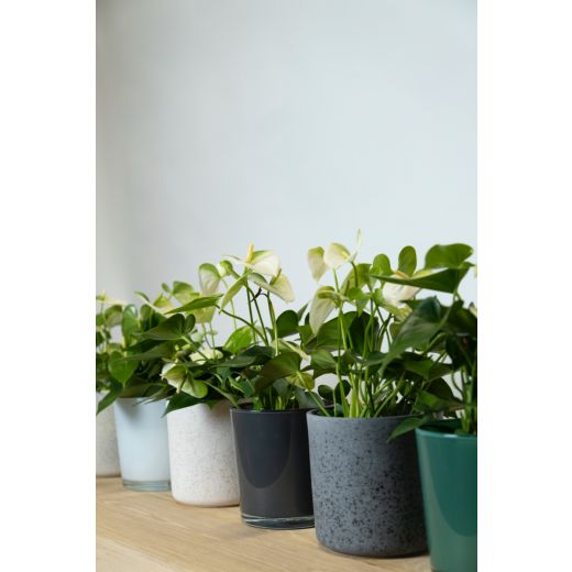 Display Glass Ceramic Cache-Pot couleur crème/gr/b h13 d13 