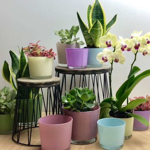 Conner Planter Glass regular african violet H11 D11,5 