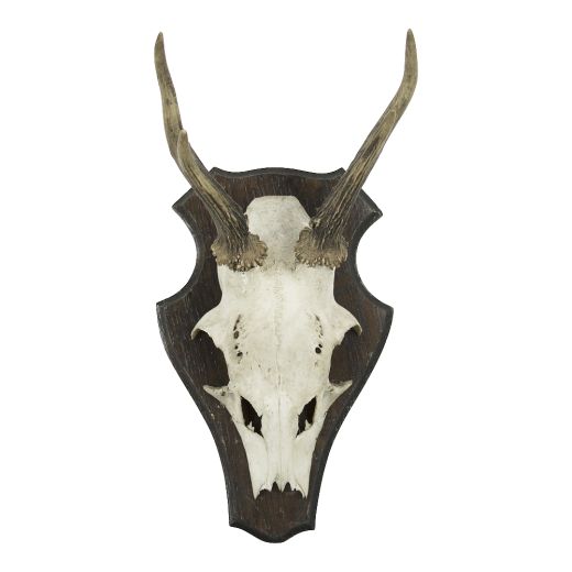 trophäe schädel rehbock auf holz 20cm