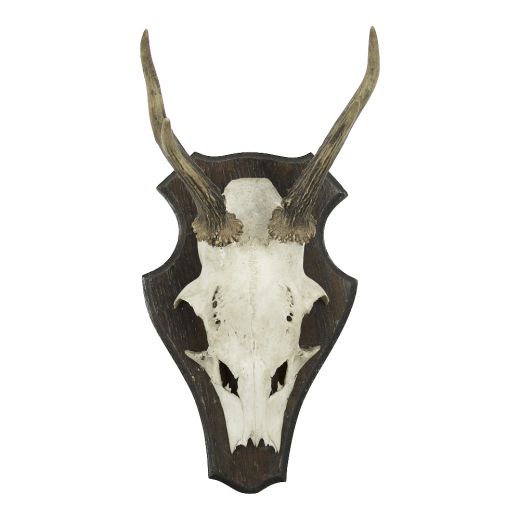 trophy skull roebuck on wood 20cm (capreolus capreolus)