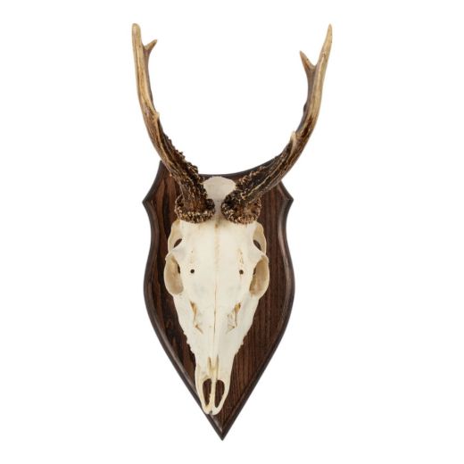 trophy skull roebuck on wood 20cm (capreolus capreolus)
