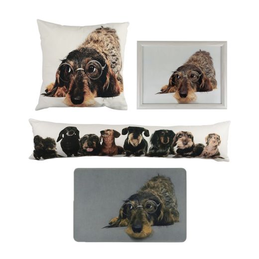 canvas cushion humour wire haired dachshund glasses 50x50cm