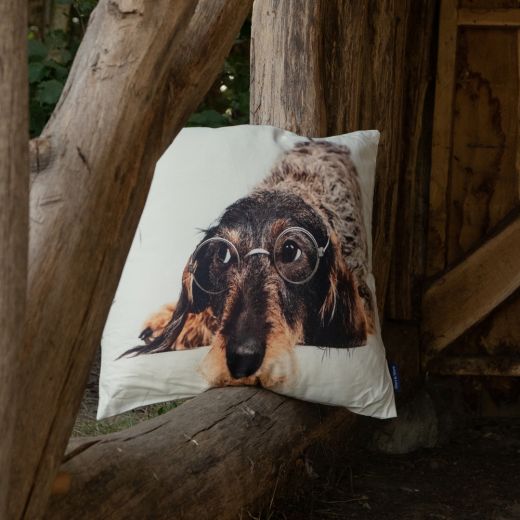 canvas cushion humour wire haired dachshund glasses 50x50cm