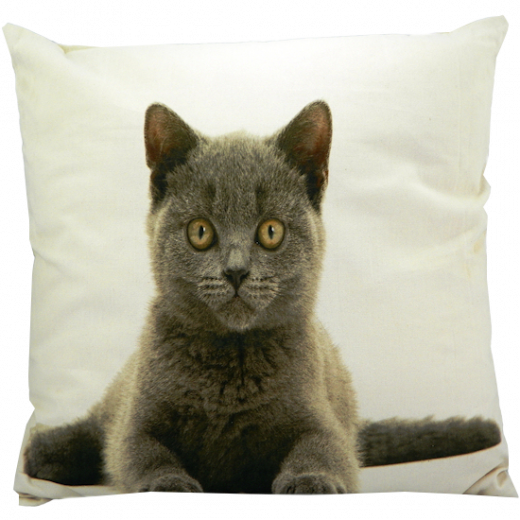 canvas cushion british shorthair 50x50cm*