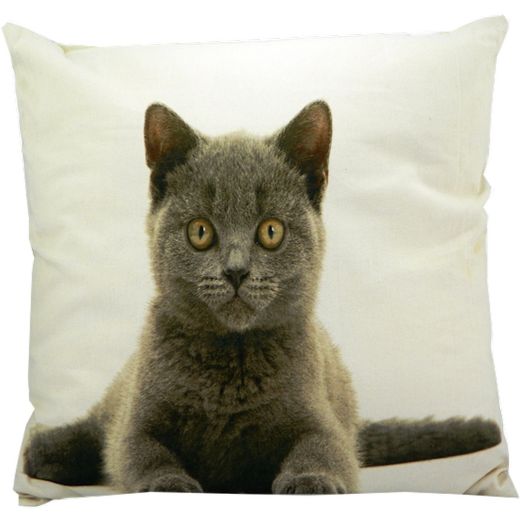 toile coussin chat british shorthair 50x50cm*