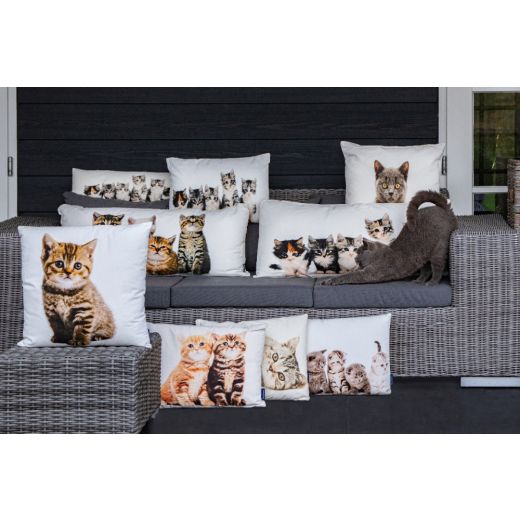 canvas cushion british shorthair 50x50cm*