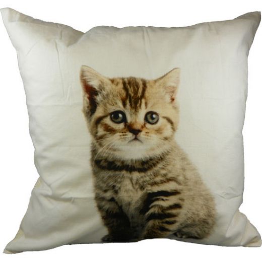 toile coussin chaton 50x50cm*