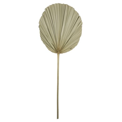 *palmblatt ast getrocknet 50cm*