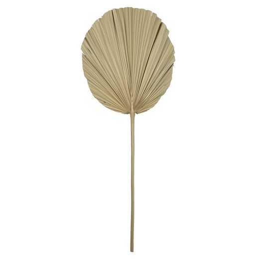 *palmblatt ast getrocknet 50cm*