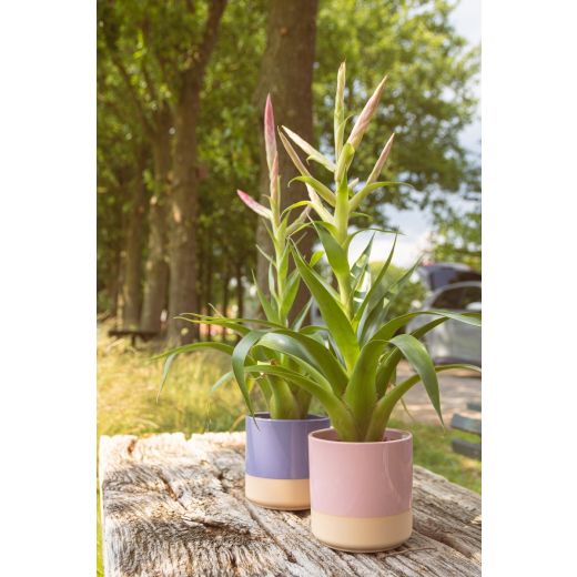 Cylinder Planter Ceramic Dip-Dye Soft Pink H17 D17