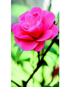 Desiree Outdoor Textile Poster photoprint 95x170cm 