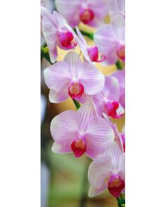 Banner Maaike 75 cm x 180 cm