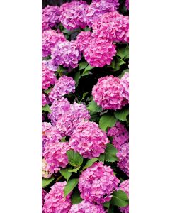 Banner Rianne 75 cm x 180 cm