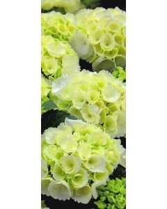 Banner Danielle 75 cm x 180 cm