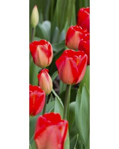 Banner Aileen 75 cm x 180 cm