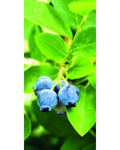 Display Banner Adriana 90 cm x 180 cm