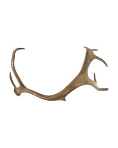 afworpstang rendier 45cm
