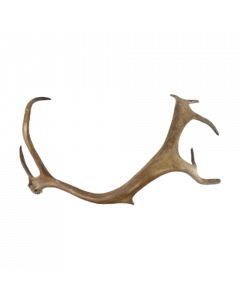abwurfstange rentier 45cm