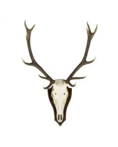 trophy skull red deer (pallet) (cervus elaphus linnaeus)*
