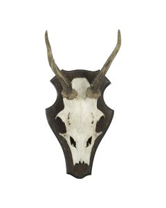 trophée crâne chevreuil sur bois 20cm
