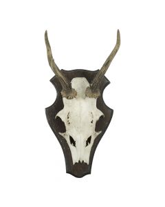 trophäe schädel rehbock auf holz 20cm