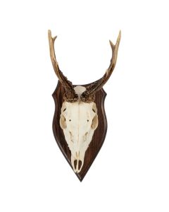 trofee schedel reebok op hout 20cm
