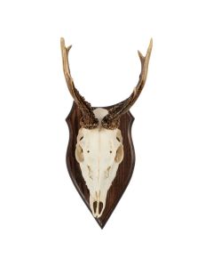 trophy skull roebuck on wood 20cm (capreolus capreolus)
