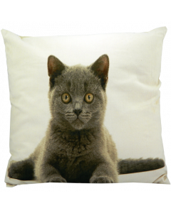 canvas cushion british shorthair 50x50cm*