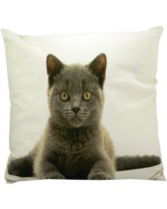 canvas cushion british shorthair 50x50cm*