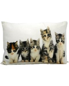 toile coussin chatons 35x50cm