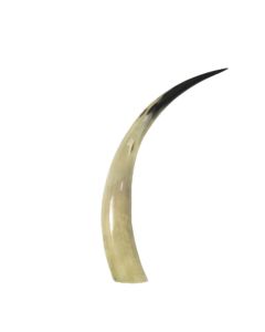horn 45cm (bison bison)