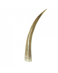 horn 55cm (bison bison)