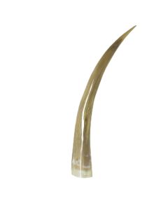 horn 55cm (bison bison)