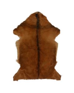 fur goat nature (capra aegagrus hircus)