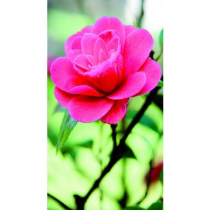 Desiree Outdoor TekstilPoster Fotoausdruck 95x170cm 