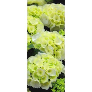 Banner Danielle 75 cm x 180 cm