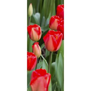 Banner Aileen 75 cm x 180 cm