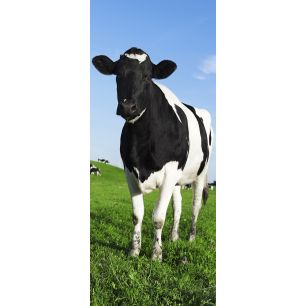 Banner Bella 75 cm x 180 cm