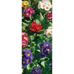Banner Stephanie Banner 75x180 cm
