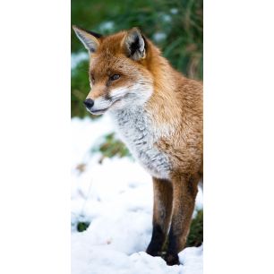 Display Banner Fox 90 cm x 180 cm