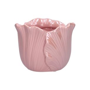 Pot Blush  Rose Medium