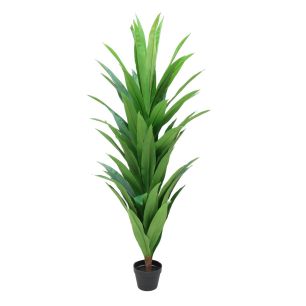 Plant Dracena Green