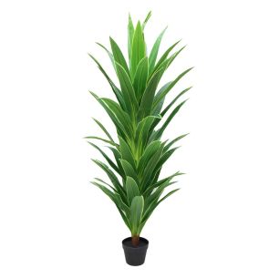 Plant Dracena Geel