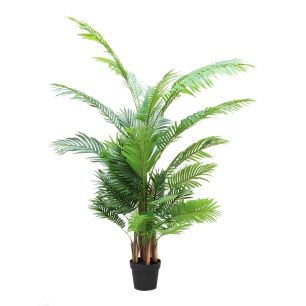 Plant Areca3 Groen