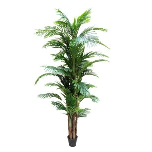 Plant Areca4 Green