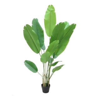 Plant Strelitzia Groen
