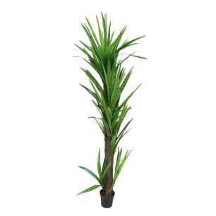 Plant Dracena1 Groen