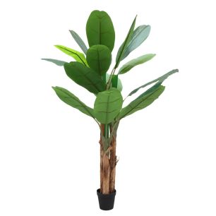 Plant Musa Green Medium