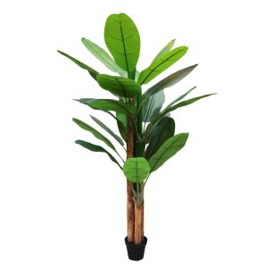 Plant Musa Groen Large